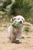 GOLDEN RETRIEVER 351